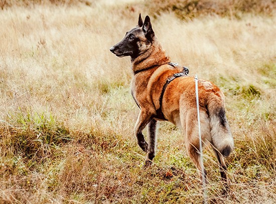 Dog Boarding in Elgin & Lossiemouth